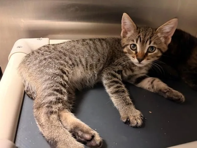 A baby small-sized male Domestic Short Hair cat named Ralphie for adoption in Rancho Cucamonga, CA
