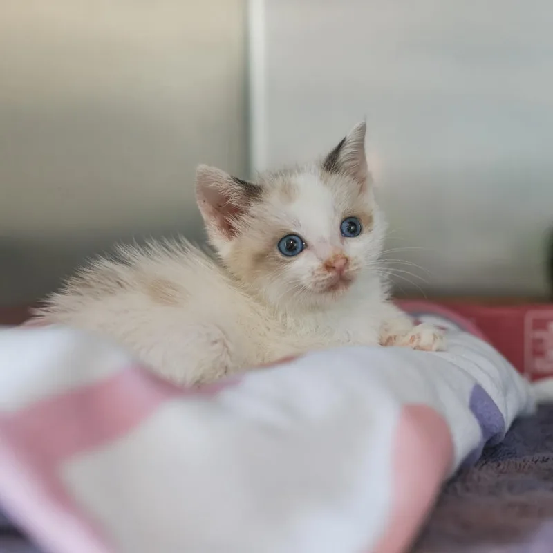 A baby small-sized female White Domestic Short Hair cat named Lola for adoption in Los Angeles, CA