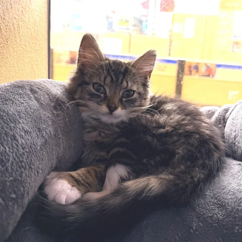 A baby medium-sized female Gray & White Domestic Medium Hair cat named Lemongrass for adoption in miami, FL