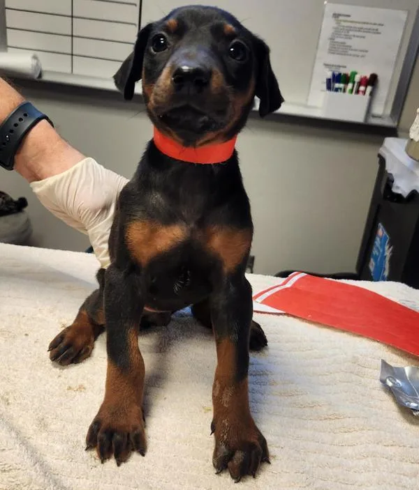 A baby medium-sized female Doberman Pinscher dog named Hella for adoption in Oakland, CA