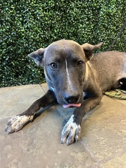 An adult large-sized female Gray / Blue / Silver Mixed Breed dog named 61288409 for adoption in El Paso, TX
