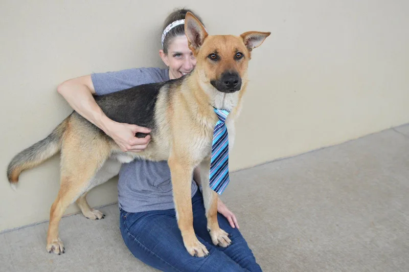 A young large-sized male German Shepherd Dog dog named Zorro for adoption in McKinney, TX