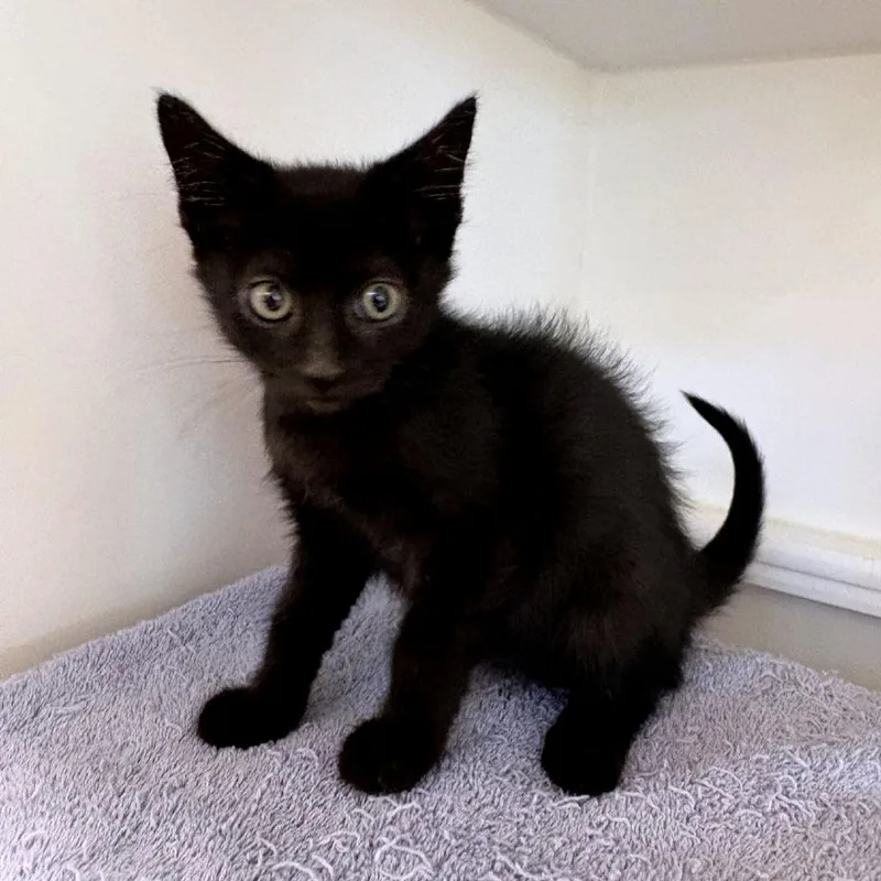 A baby small-sized male Black Domestic Short Hair cat named Skylight for adoption in Phoenix, AZ