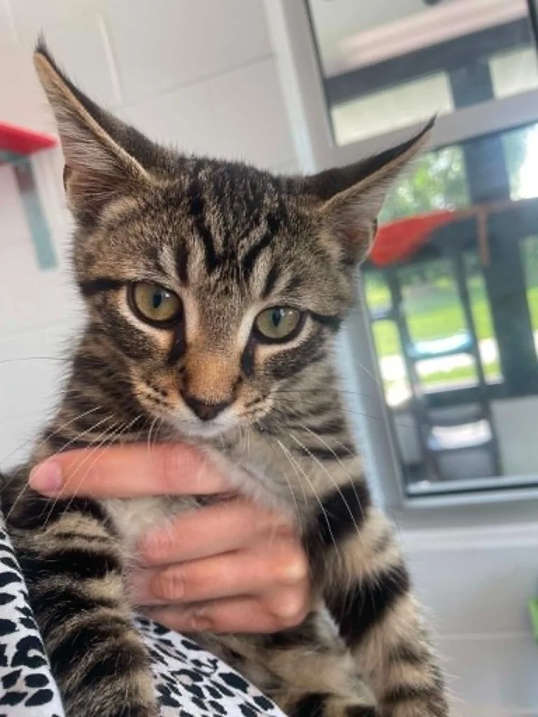 A baby medium-sized male Domestic Short Hair cat named Hermes for adoption in Hamilton, OH