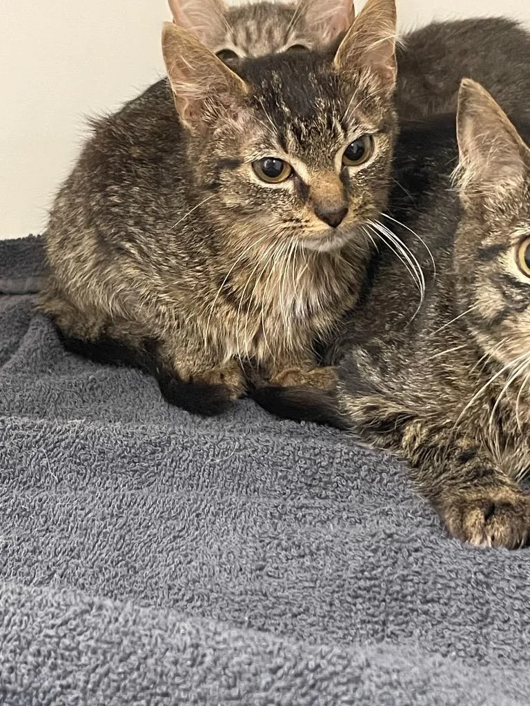A baby small-sized male Domestic Short Hair cat named River for adoption in Oxford, NC