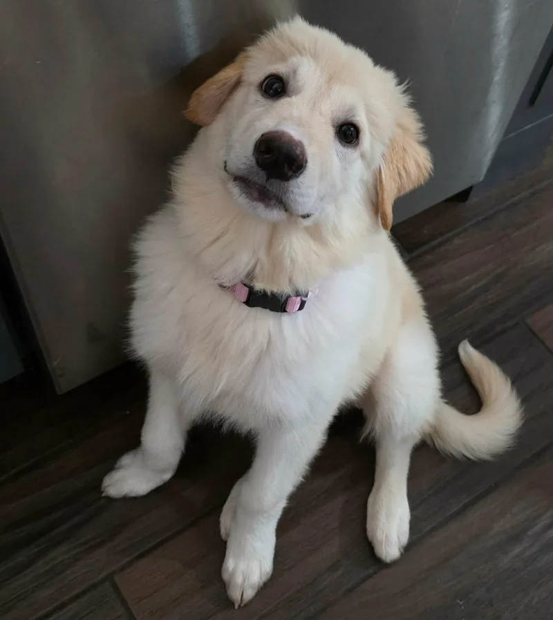 A baby large-sized female Apricot / Beige Great Pyrenees dog named Kanga for adoption in Kiowa, OK