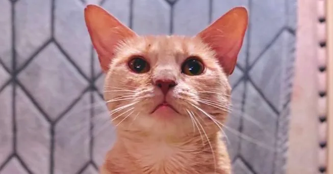An adult medium-sized female Orange / Red Domestic Short Hair cat named Karlita for adoption in Milton, DE