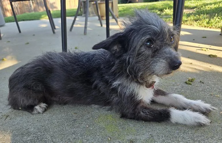 Cha Cha Charo thumbnail 3