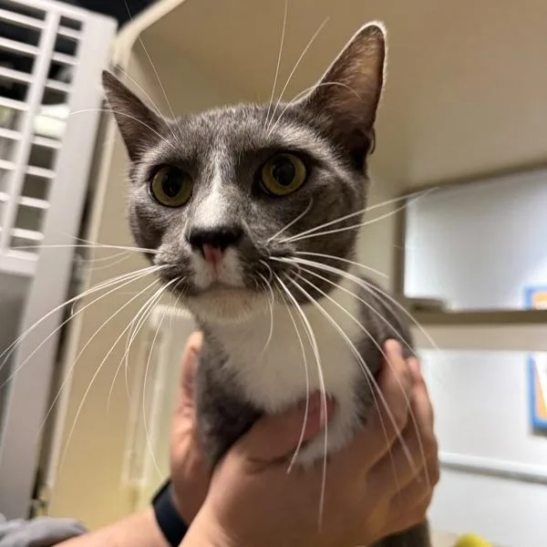 A young medium-sized male Domestic Short Hair cat named Gandalf for adoption in Oakland, CA