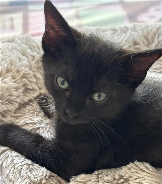 A baby small-sized female Domestic Short Hair cat named Clarabelle for adoption in Santa Clara, CA