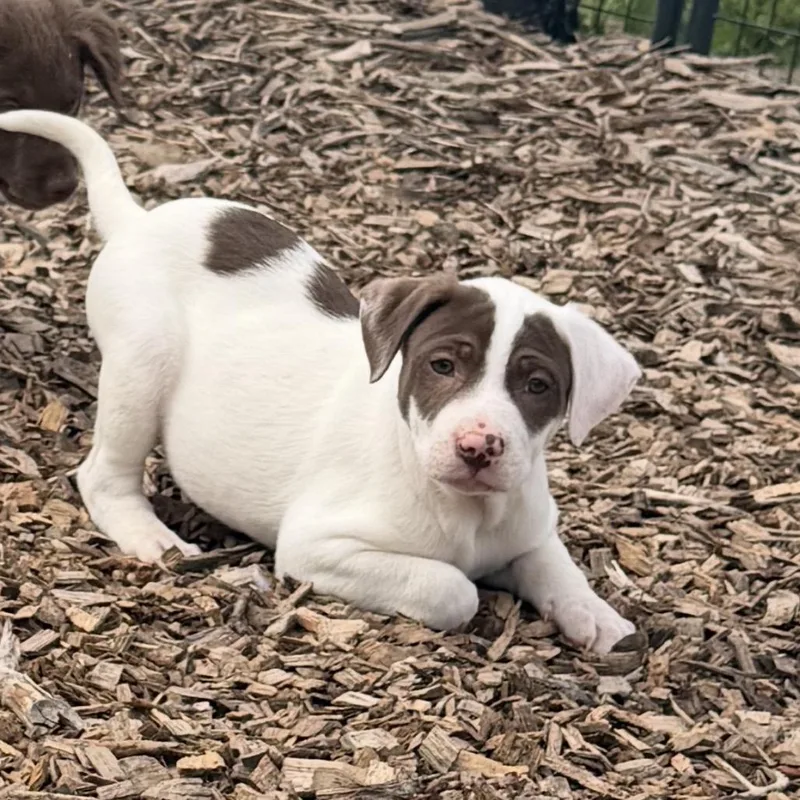 A baby small-sized male White / Cream Mixed Breed dog named Blender for adoption in Wappingers Falls, NY