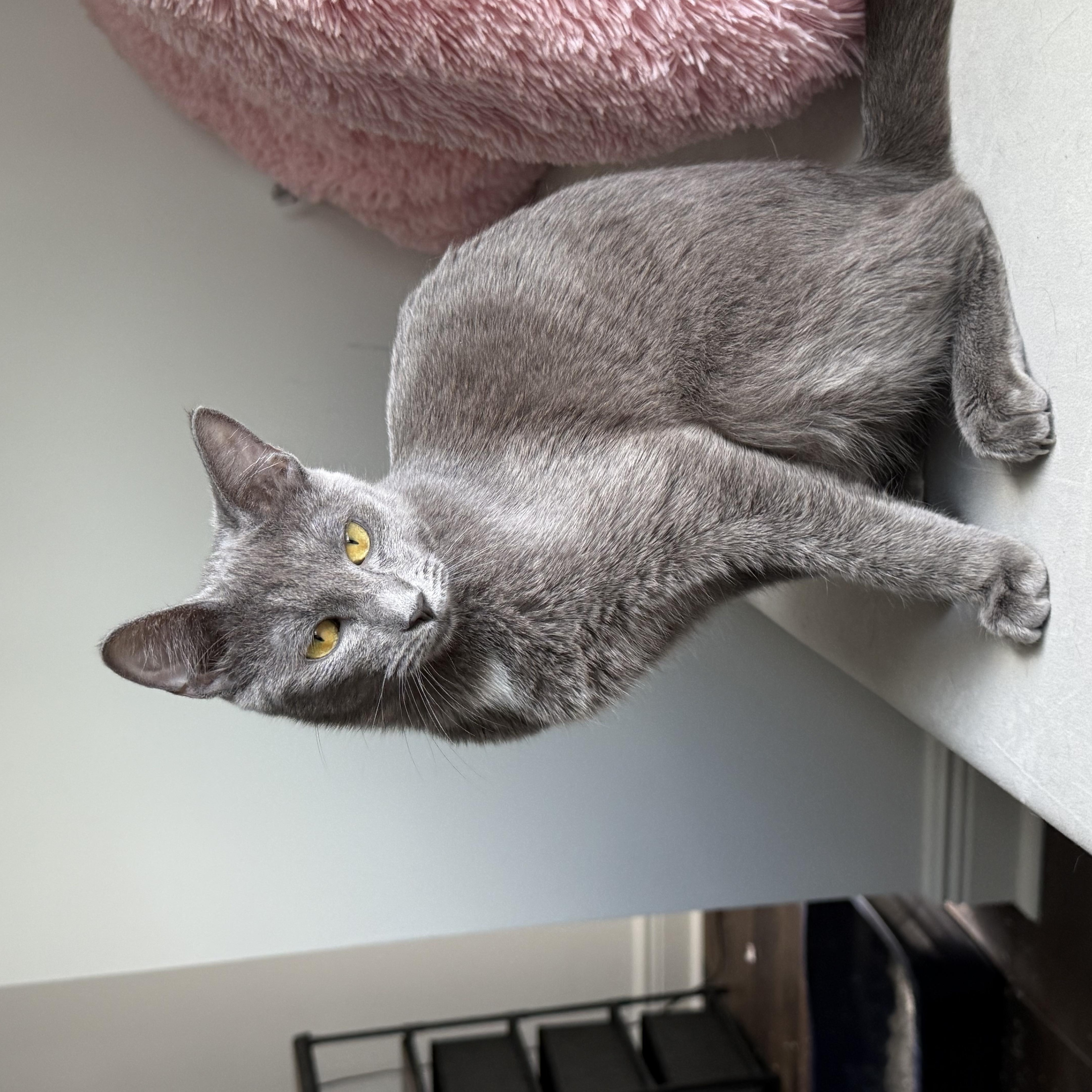 A baby medium-sized female Gray / Blue / Silver Domestic Short Hair cat named Coraline for adoption in Delray Beach, FL