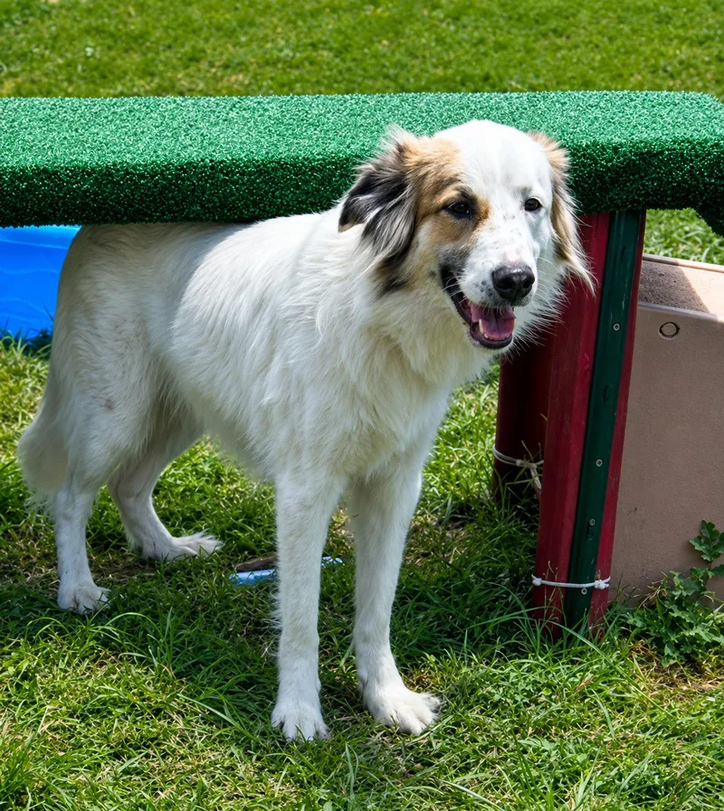 A young medium-sized male Australian Shepherd dog named Dodger for adoption in Dallas, TX