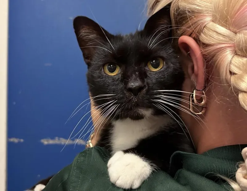 An adult medium-sized male Black & White / Tuxedo Domestic Short Hair cat named Linus for adoption in Columbus, IN