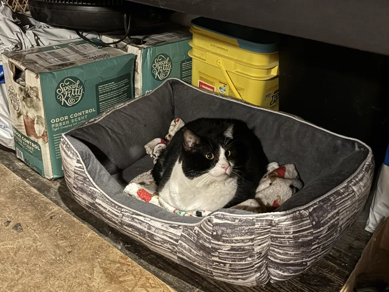 An adult large-sized male Domestic Short Hair cat named Leo for adoption in Skaneateles, NY