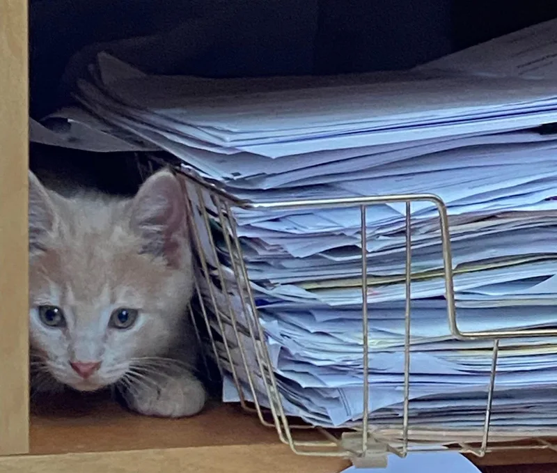 A baby medium-sized male Tabby (Buff / Tan / Fawn) Tabby cat named LaszloC for adoption in Greenville, DE