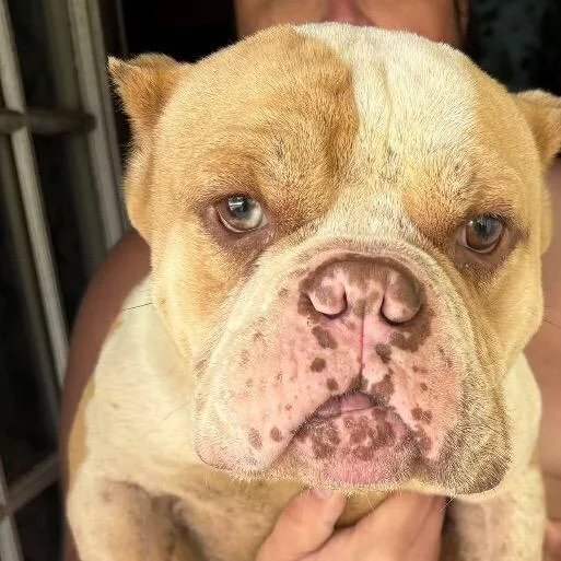 An adult medium-sized male English Bulldog dog named Tato for adoption in Springboro, OH