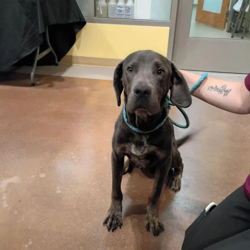 A baby small-sized male Gray / Blue / Silver Great Dane dog named Trooper for adoption in Lynchburg, VA