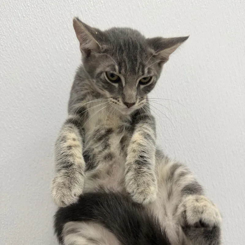 A baby medium-sized female Domestic Short Hair cat named Mars for adoption in Redwood City, CA