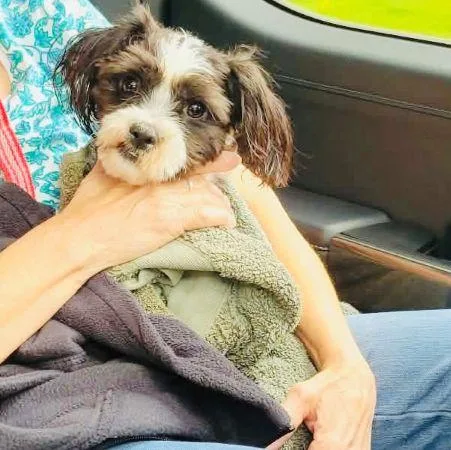 A young small-sized male Shih Tzu dog named Cooper for adoption in Lowell, IN