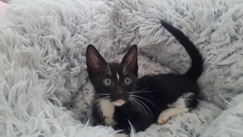 A baby medium-sized female Domestic Short Hair cat named Purrfection for adoption in Margate, FL