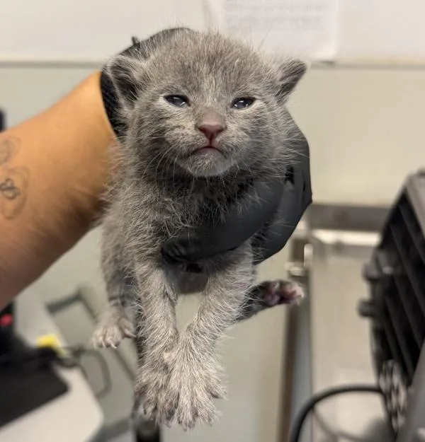 A baby small-sized female Domestic Short Hair cat named Jean Grey for adoption in San Diego, CA