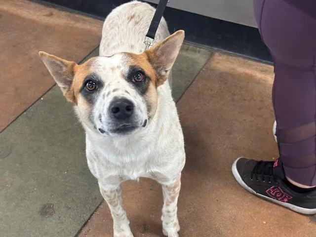 A young medium-sized male Australian Cattle Dog / Blue Heeler dog named Luka for adoption in Chatsworth, CA