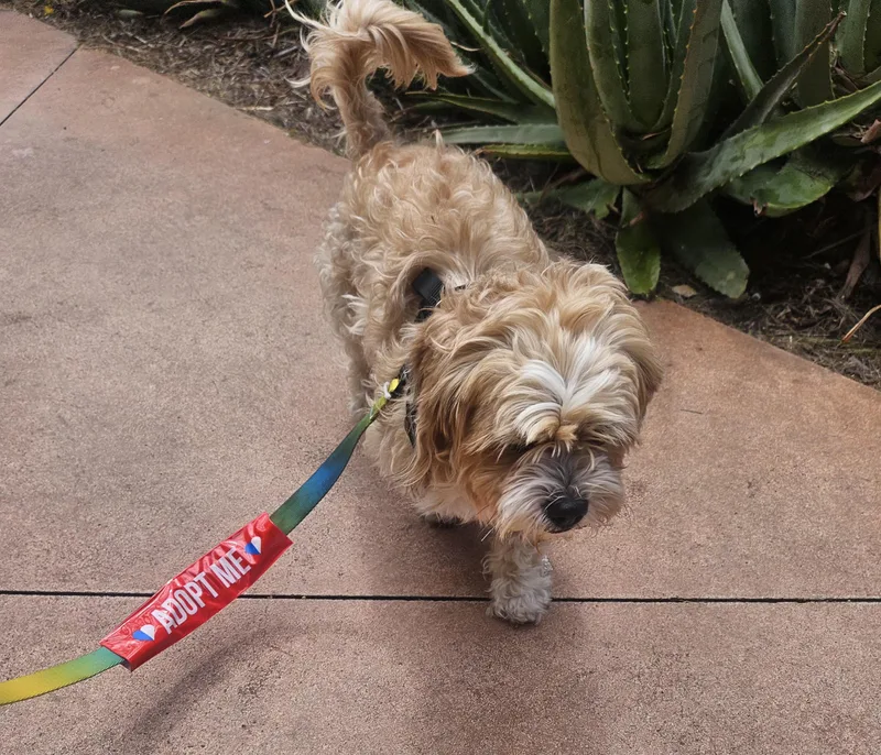 An adult small-sized male Apricot / Beige Maltipoo dog named Teo for adoption in Los Angeles, CA