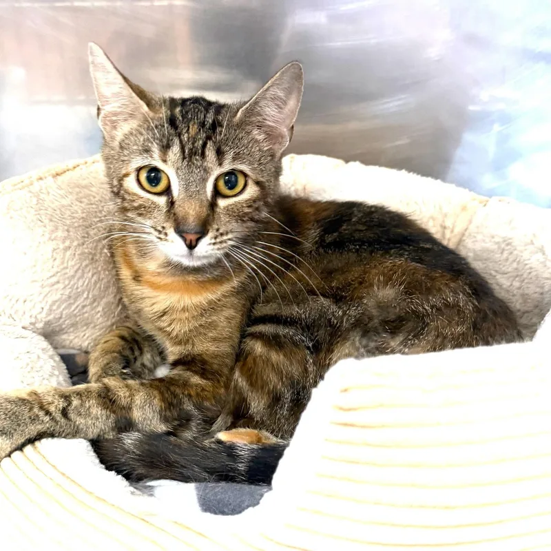 A young medium-sized female Torbie Domestic Short Hair cat named Aurora for adoption in Greensburg, PA