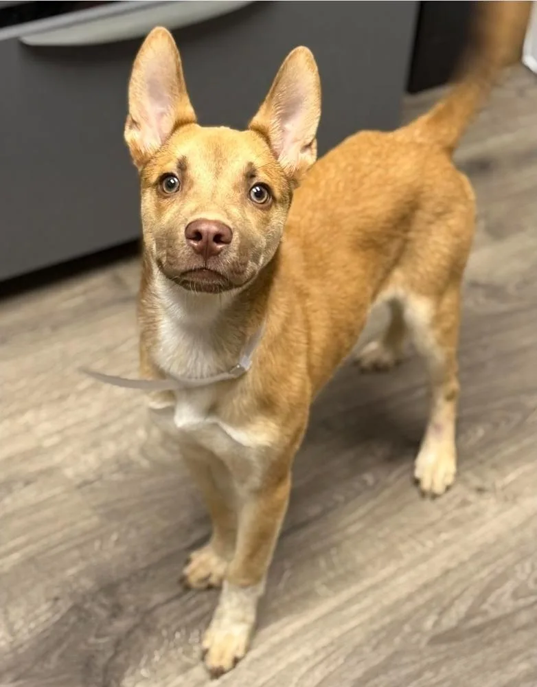 A baby large-sized female Tricolor (Brown, Black, & White) German Shepherd Dog dog named Hope for adoption in Sedalia, CO