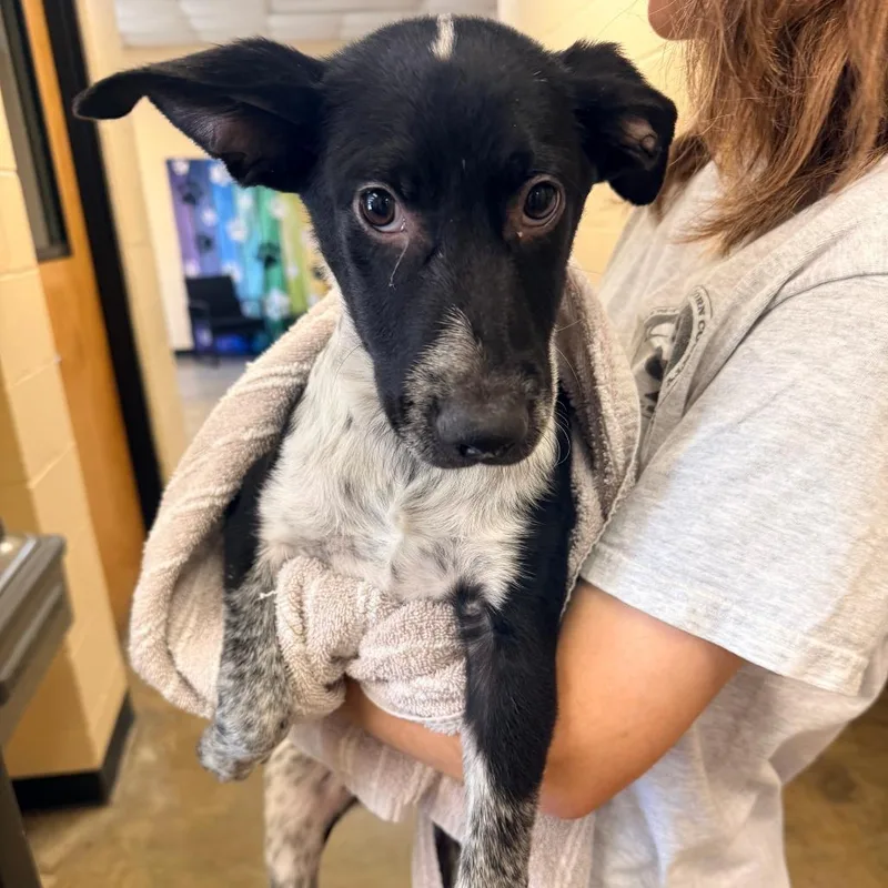 A baby small-sized female Black Mixed Breed dog named Betsy for adoption in Corinth, MS