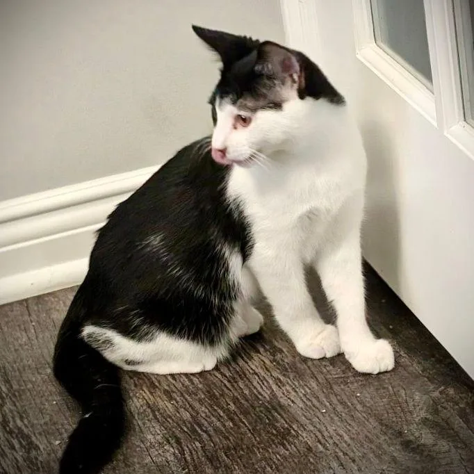 Checkers thumbnail 2