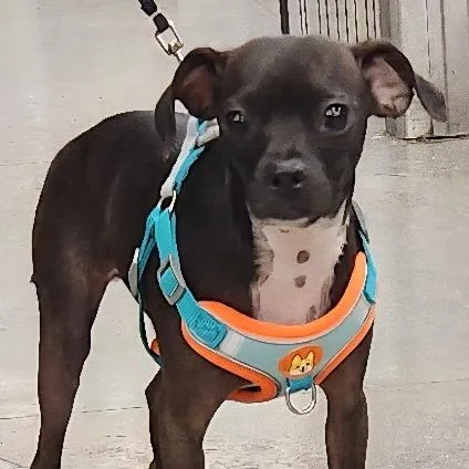 An adult small-sized male Black Miniature Pinscher dog named PeanutKey for adoption in Las Vegas, NV