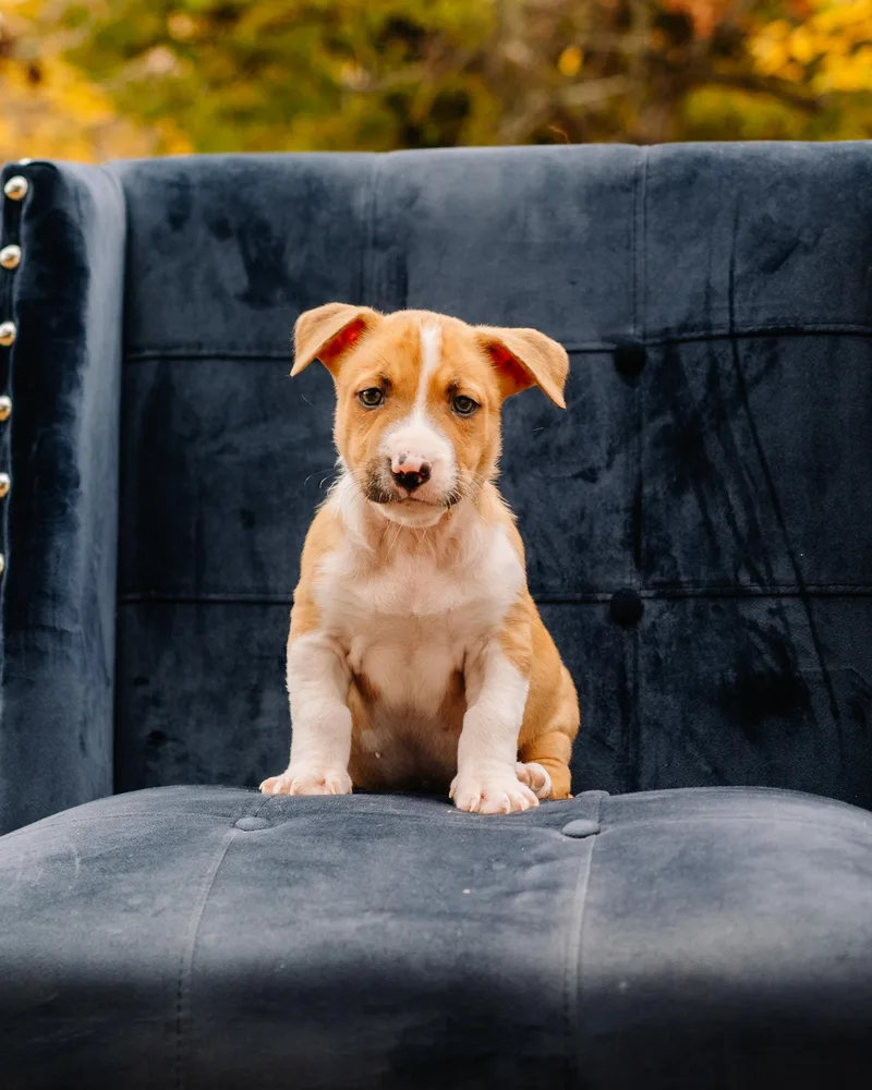 A baby large-sized male Golden Pit Bull Terrier dog named Dennis for adoption in Simsbury, CT