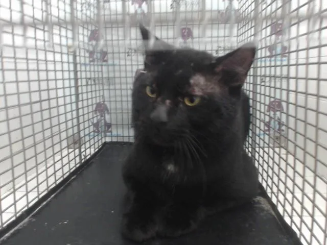 A young small-sized male Domestic Short Hair cat named Lorcan for adoption in Orlando, FL