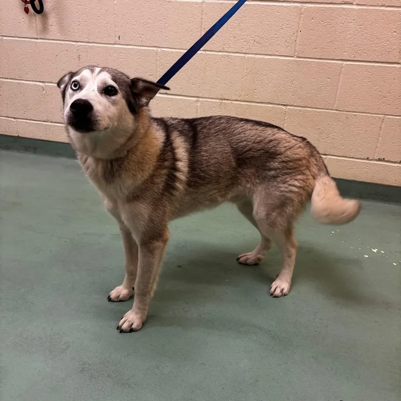 A young medium-sized male White / Cream Mixed Breed dog named Barkley for adoption in Memphis, TN