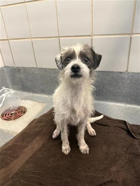 A young small-sized male Terrier dog named Pepper for adoption in San Antonio, TX
