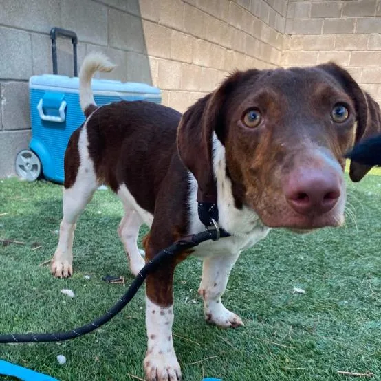 A young small-sized male Brown / Chocolate German Shorthaired Pointer dog named Derry for adoption in Fort Collins, CO