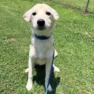 A young medium-sized male White / Cream Mixed Breed dog named Saban for adoption in Alexandria, VA