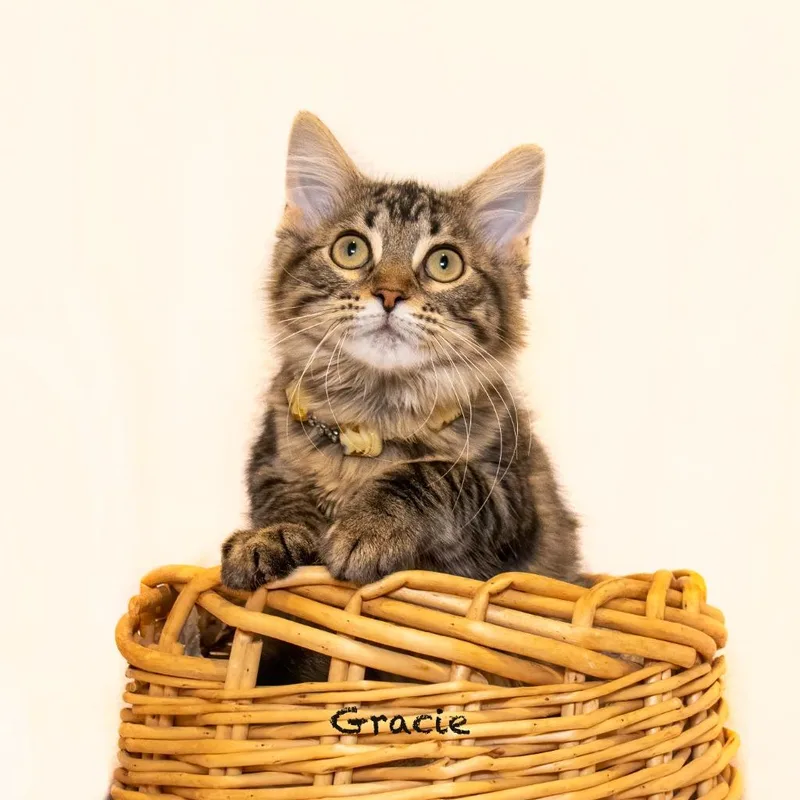 A baby small-sized female Domestic Medium Hair cat named Gracie for adoption in Hot Springs Village, AR
