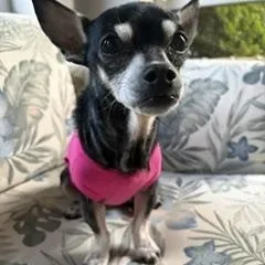A senior small-sized female Black Chihuahua dog named Tinkerbell for adoption in Waxhaw, NC