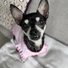 Tinkerbell thumbnail 4
