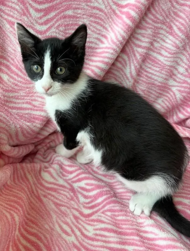 A young medium-sized female Domestic Short Hair cat named Snowball for adoption in Warren, PA