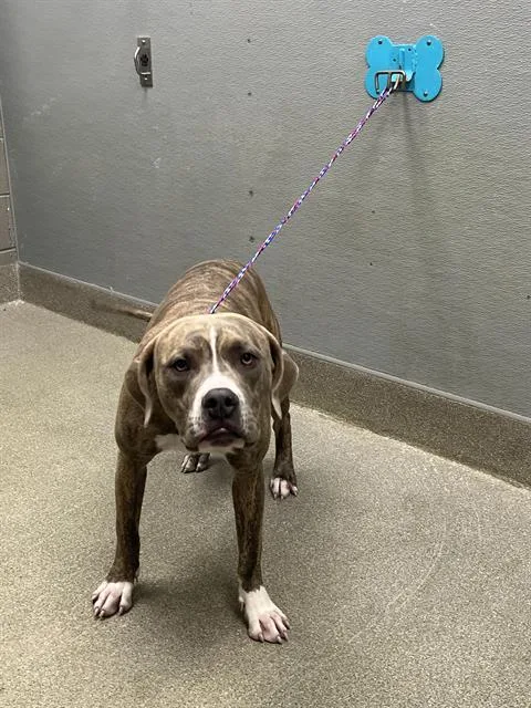 A young medium-sized male Pit Bull Terrier dog named Zeus for adoption in Las Vegas, NV