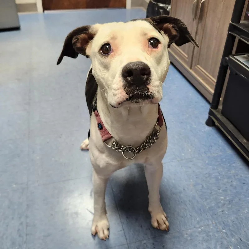 A young medium-sized female White / Cream Mixed Breed dog named Molly for adoption in Gainesville, FL