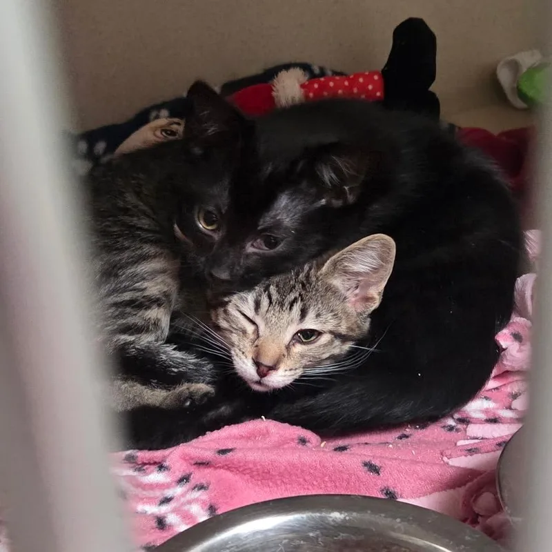 A baby small-sized female Domestic Short Hair cat named Pringles for adoption in Great Falls, MT