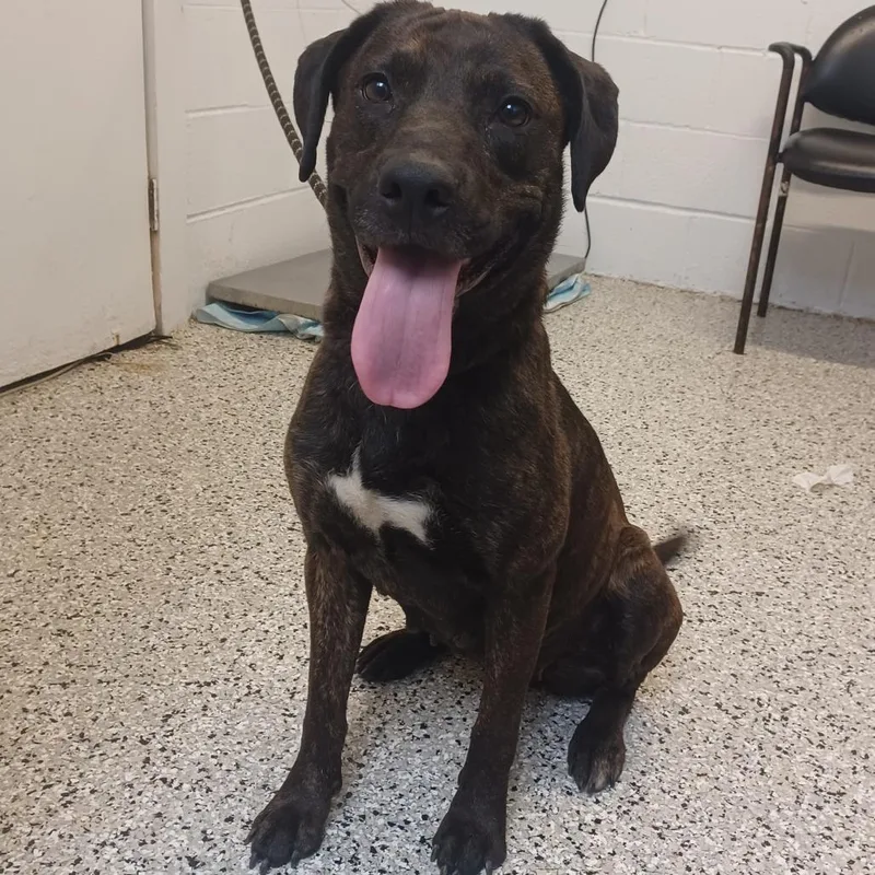 An adult medium-sized female Brown / Chocolate Labrador Retriever dog named Mimi for adoption in Hattiesburg, MS
