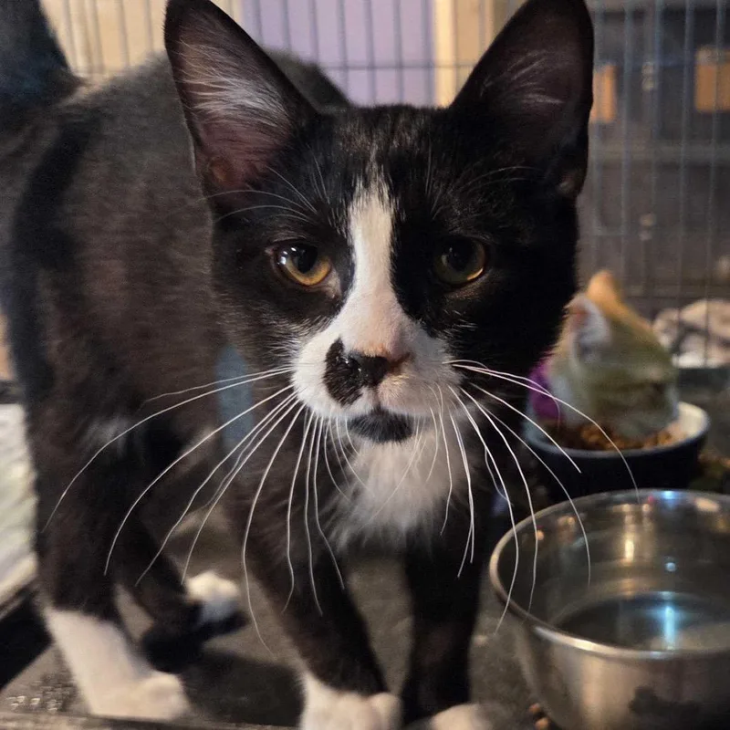 A baby small-sized male Black Domestic Short Hair cat named Joe Bradley for adoption in Hanna City, IL