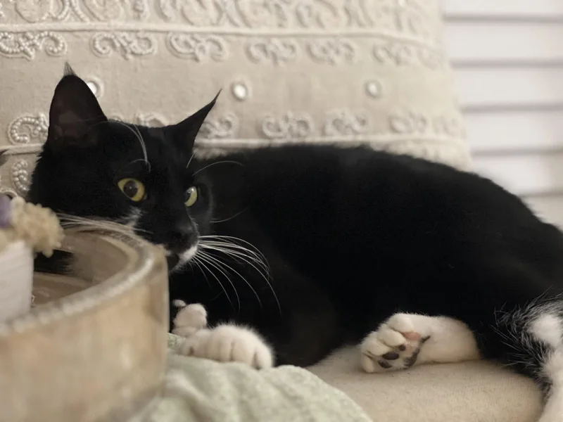 A young medium-sized female Black & White / Tuxedo Domestic Short Hair cat named Mittens for adoption in Herndon, VA