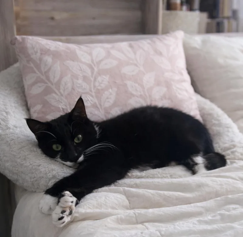 Mittens thumbnail 2